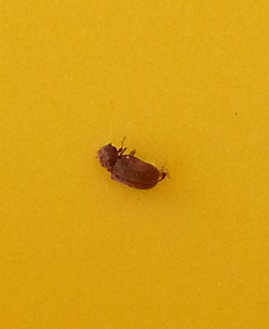 小さい 茶色い 虫 家 茶色い 小さい 虫